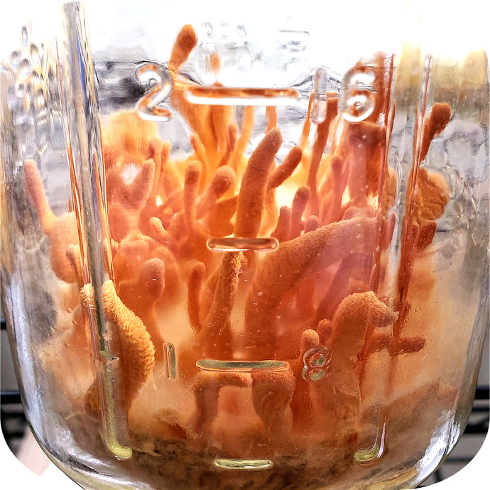 How to Grow Cordyceps militaris (with recipes!)