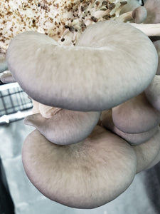 Blue Oyster (Pleurotus ostreatus) Commercial Slant or Petri Dish