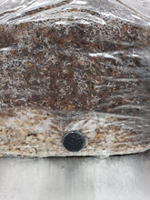 Load image into Gallery viewer, Grain &amp; Master all-in-one Mushroom Fruiting Block (with built-in self-healing injection port)
