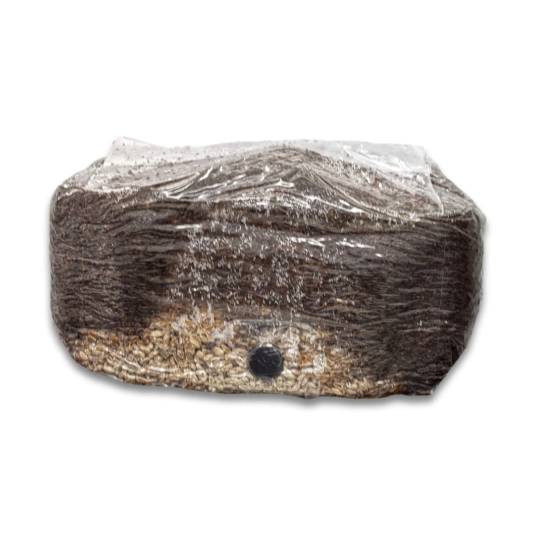 Grain & Master all-in-one Mushroom Fruiting Block (with built-in self-healing injection port)