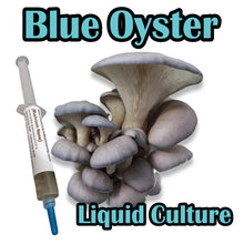 Load image into Gallery viewer, Blue Oyster (Pleurotus ostreatus) Commercial Liquid Culture
