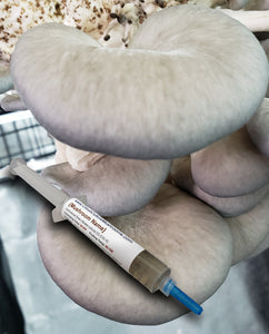 Blue Oyster (Pleurotus ostreatus) Commercial Liquid Culture